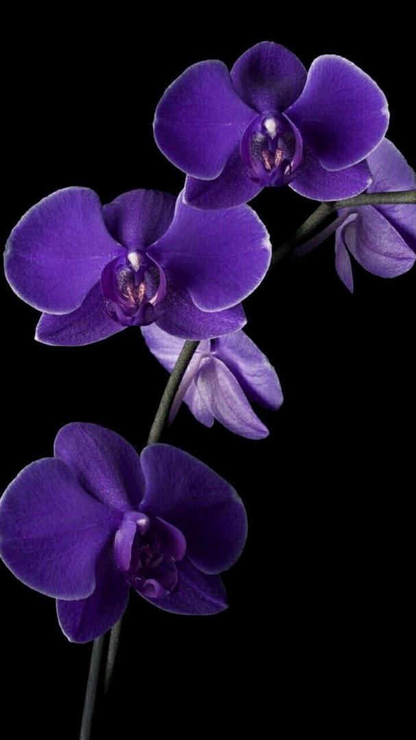 KedRa Digital Abstract Background